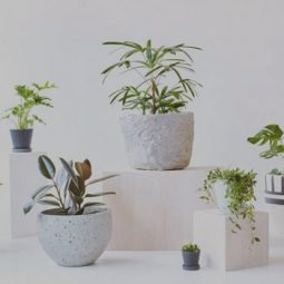 Banner Sell Trees